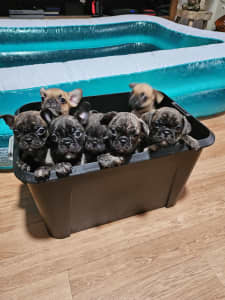Frugs for sale , Frenchie x Pug ONLY 2 BRINDLE BOYS LEFT