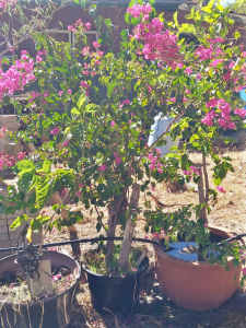 Bougainvillea pink flower