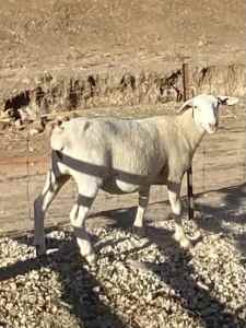 Dorper Australian White X Lamb Ewes