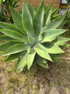 EXTRA LARGE AGAVE PLANT