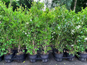 Lilly Pilly Resilience in 200mm Pots - Bulk Lot of 10