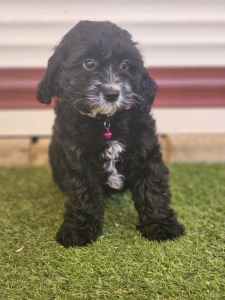 Cute little Toy Cavoodle puppies