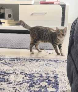 Beautiful tabby young cat (FREE)