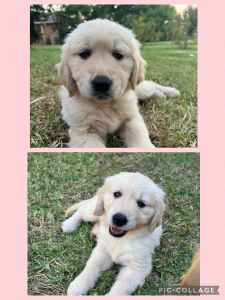 READY FOR EASTER Beautiful Golden Retriever Puppies 