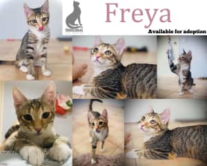 Freya! Cuddly, confident, cute - she has it all -.Deedlebug Cat Rescue