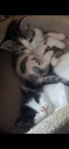 Beautiful kittens 🩷🩵🩷🩵
