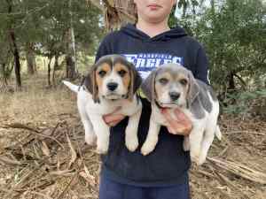 Beagle Pups (1 x boy left)
