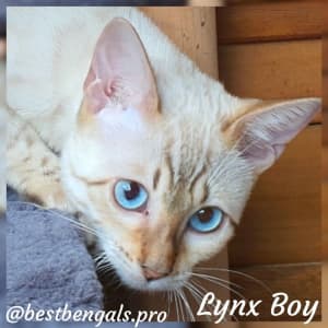 💙💙 Entire Snow Lynx Bengal Male