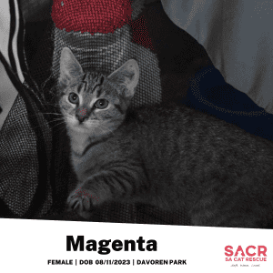 Available for Adoption - Magenta!