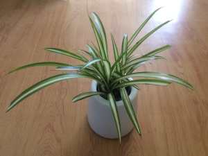 Spider Plant Size Plant Height 24CM Pot 11xH12CM