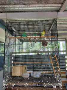 Beautiful breeding pair of budgies plus cage and accessories 