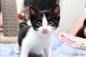 Rafiki rescue kitten NK6375 vetwork included!