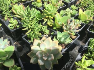 SUCCULENTS COLLECTION MULTIPOT EACH CONTAINING 6 DIFFERENT PLANTS