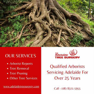 Best Tree Removal Surgery Services in Adelaide
