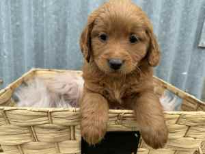 Gorgeous F1 Toy Groodle Puppies -ONLY 1 FEMALE left