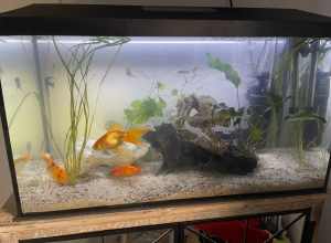 Aquel 100litre fish tank complete