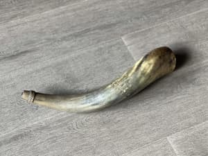 Vintage Blow horn 50 cm long cow horn