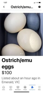 Craft #Ostrich and emu eggs for craft/decorating 