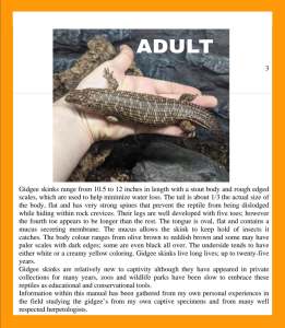 reptiles 4 X gidgee skink babys pick up pooraka $150 each
