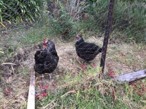 Two egg laying chickens looking for a new home!