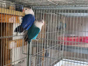 Fischers lovebirds and Bengalese finches - FREE to a good home