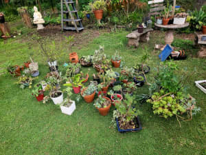 Selling all my plants, huge variety 