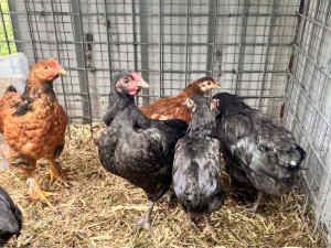 8 week old Chickens Australorp & Brahma