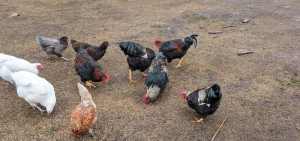 Pure breed Barnvelder 5 month old roosters