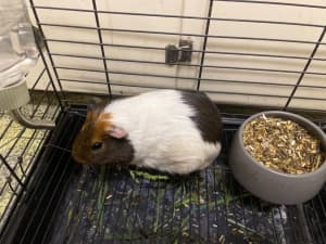 Guinea Pigs , All ages $25