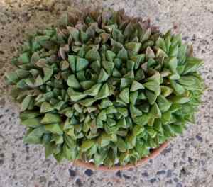 Succulent Haworthia Pickup Hazelbrook or Penrith 