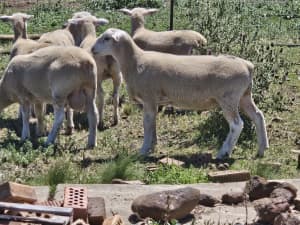 13 stud breed white suffolk lambs
