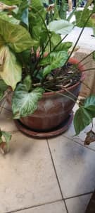 Large Patio Pot with Plant 43cm diameter