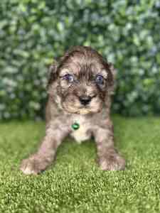 1 x F1 Mini Merle Cavoodles (DNA Clear) Free Delivery to Sydney