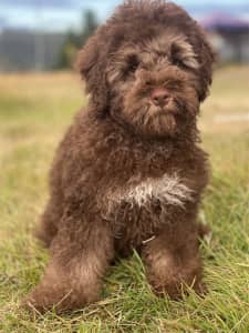 Chocolate Toy Cavoodle