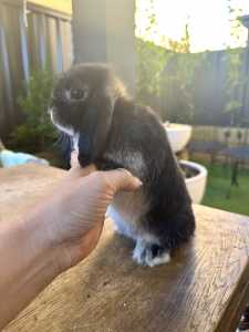Pure Breed Mini Lops - True Mini Lops baby rabbits / lop ear bunny