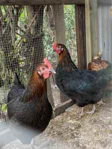 Chicken Laying pullet hens 