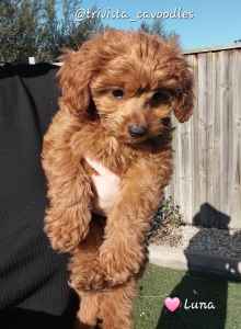 1 Female Cavoodle Puppy Available 