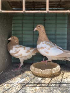 Racing Pigeons For Sale from $30