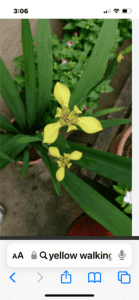 Yellow & purple, white Walking Iris plants. In pots. From. $4
