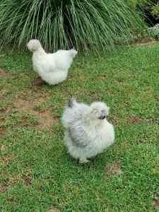 2x Silky Bantum Chickens and Coop