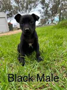 Kelpie Puppies - Black
