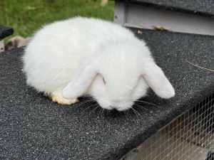Pure bred mini lop baby rabbit