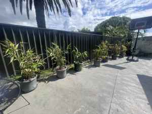 Tiger Grass Potted ($400 x10) or ($40 each)