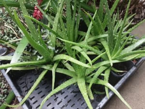 Aloe Vera plants in pots