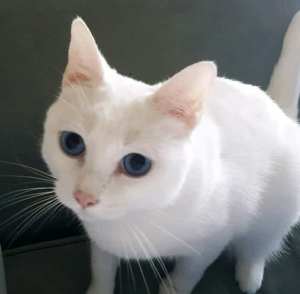 Bobby beautiful young white male, rescued from road ALL VET WORK DONE