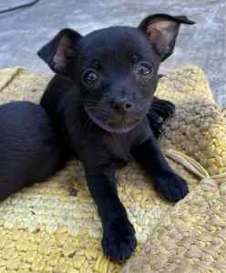 Chihuahua Puppy - Last female