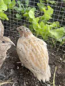Japanese quail chicks