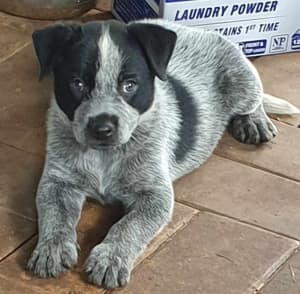 Long Tail Blue Cattle dog