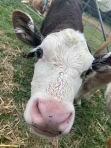 Bobby calf. Livestock: chickens,cattle,goats and sheep for sale.