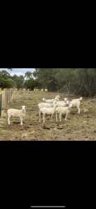 Aussie white sheep and cattle/ Steers for sale